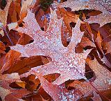 Frosty Oak Leaves_30505-6
